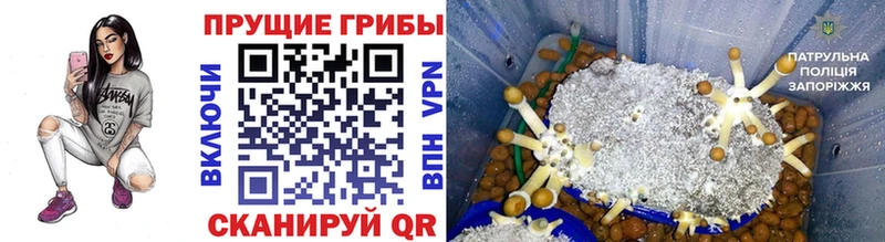 Псилоцибиновые грибы Psilocybine cubensis  хочу   Шацк 